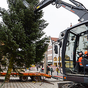 Dabei kann die Bauhof-Mannschaft auf viel Erfahrung zurückgreifen - entsprechend routiniert geht die Aufstellung des Christbaums über die Bühne. 