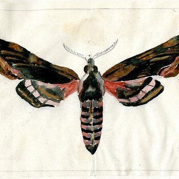 Abb. 5: Ligusterfalter (Sphinx ligustri), Aquarell von Josef Adam, 1922.