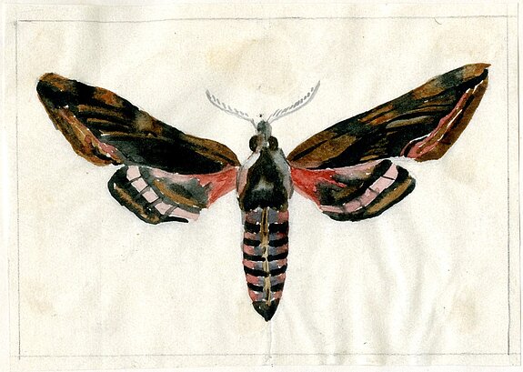 Abb. 5: Ligusterfalter (Sphinx ligustri), Aquarell von Josef Adam, 1922.