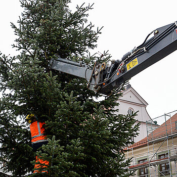 Jetzt wird der Baum noch "vom Haken genommen" - und das wörtlich.