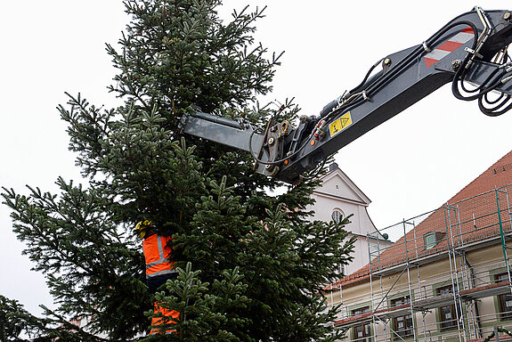 Jetzt wird der Baum noch "vom Haken genommen" - und das wörtlich.