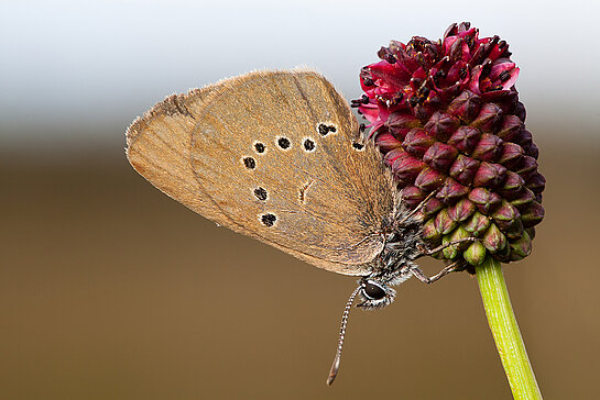Das Foto zeigt den Schmetterling "Dunkler Wiesenkopf-Ameisenbläuling".-