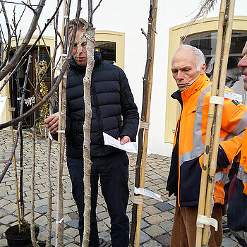 Die hochwertigen Bäume erreichen Stammhöhen von etwa 120 Zentimetern beziehungsweise Gesamthöhen um 5 bis 8 Meter. (Foto: Stadt Freising)