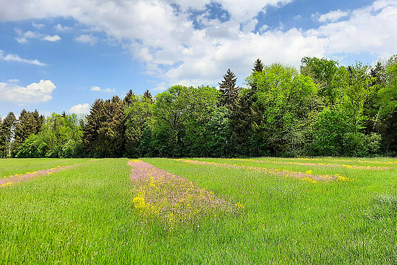 Variante: Auf einer bestehenden Grünlandfläche bei Sünzhausen wurden lediglich Blühstreifen angesät, von denen ausgehend sich die Kräuter und Blumen mit der Zeit vermehren sollen. 