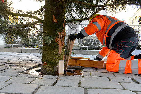 Es müssen Holzklötze in die Halterung eingebracht werden, damit die elf Meter hohe Tanne auch sicher steht. (Foto: Stadt Freising)