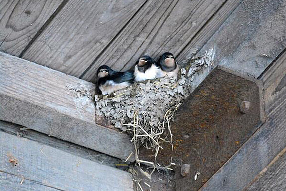 Schwalben in ihrem Nest