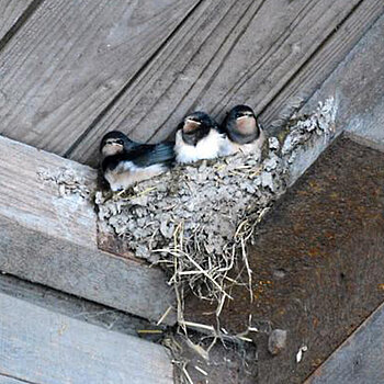 Schwalben in ihrem Nest