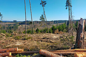 Durch Borkenkäferbefall entstandene Schadflächen im Frankenwald (Foto: Anne Meinhold)