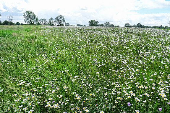 Das Bild zeigt eine Wiese mit Gänseblümchen.