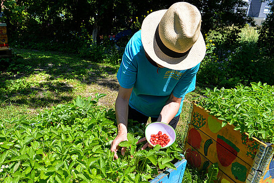 Hmmm. Süße Walderdbeeren laden zum Naschen ein. (Foto: Stadt Freising)