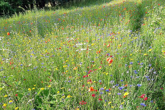 Das im Juli 2022 entstandene Bild zeigt eine üppig mit Klatschmohn, Kornblumen, Gelben Saatwucherblumen und Margeriten blühende Wiese entlang des Lohmühlbachs, zwischen Erdinger Straße und Moosstraße. (Foto: Stadt Freising)