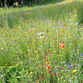 Das im Juli 2022 entstandene Bild zeigt eine üppig mit Klatschmohn, Kornblumen, Gelben Saatwucherblumen und Margeriten blühende Wiese entlang des Lohmühlbachs, zwischen Erdinger Straße und Moosstraße. (Foto: Stadt Freising)