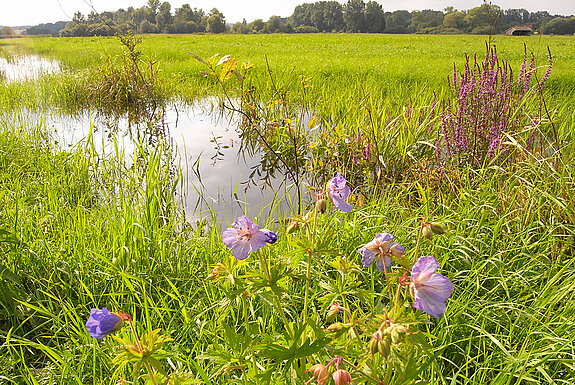 Stimmungsvolle Ansicht: Am Grabenrand einer Feuchtwiese sprießen der Blutweiderich und (Vordergrund) der Wiesen-Storchschnabel. (Foto: Christine Margraf)