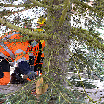 Es kommen Holzklötze zum Einsatz, damit der große Freisinger Christbaum auch sicher steht.