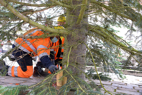 Es kommen Holzklötze zum Einsatz, damit der große Freisinger Christbaum auch sicher steht.