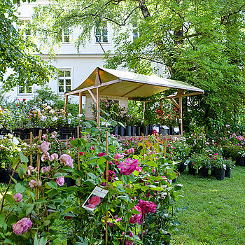 Rosen, soweit das Auge blickt... beim Rosentag 2021 im Amtsgerichtsgarten Freising. (Foto: Stadt Freising)