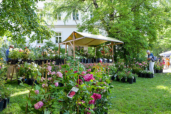 Rosen, soweit das Auge blickt... beim Rosentag 2021 im Amtsgerichtsgarten Freising. (Foto: Stadt Freising)