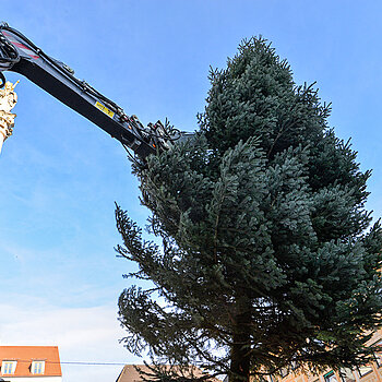 Duett für kurze Zeit: Mariensäule und Tanne ragen in den blauen Himmel. (Foto: Stadt Freising)