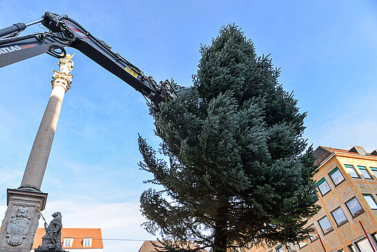 Duett für kurze Zeit: Mariensäule und Tanne ragen in den blauen Himmel. (Foto: Stadt Freising)