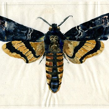 Abb. 2: Totenkopf (Sphingidae atropos), Aquarell von Josef Adam, 1922.