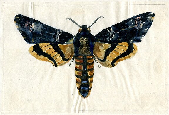 Abb. 2: Totenkopf (Sphingidae atropos), Aquarell von Josef Adam, 1922.