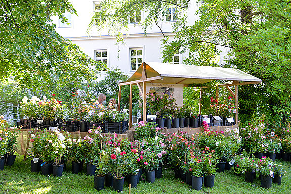 Rosen, soweit das Auge blickt... beim Rosentag 2021 im Amtsgerichtsgarten Freising. (Foto: Stadt Freising)