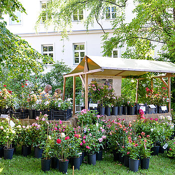 Rosen, soweit das Auge blickt... beim Rosentag 2021 im Amtsgerichtsgarten Freising. (Foto: Stadt Freising)