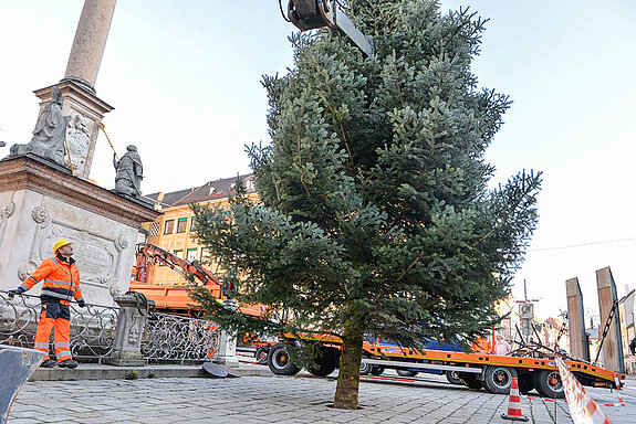 In vorbildlicher Präzision gleitet der Stamm in die Bodenhalterung. (Foto: Stadt Freising)