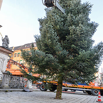 In vorbildlicher Präzision gleitet der Stamm in die Bodenhalterung. (Foto: Stadt Freising)