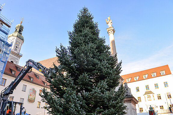 Ein schönes Bild: St. Georgsturm, Christbaumspitze und Mariensäule. (Foto: Stadt Freising)