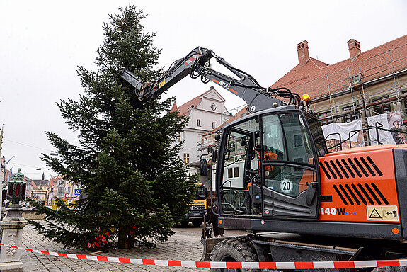 Ein schöner Baum, der uns durch die Freisinger Weihnachtszeit begleitet!