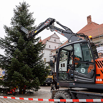 Ein schöner Baum, der uns durch die Freisinger Weihnachtszeit begleitet!