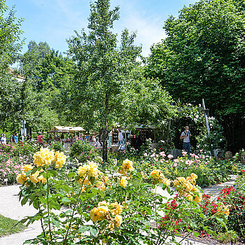 Impressionen von der Roseninsel am Rosentag 2021 in Freising. (Foto: Stadt Freising)