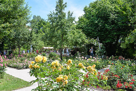 Impressionen von der Roseninsel am Rosentag 2021 in Freising. (Foto: Stadt Freising)
