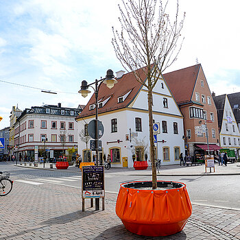 Wanderbäume Obere Altstadt: An der Ecke Bahnhofstraße/Obere Hauptstraße wird schon bald die Zierkirsche blühen. (Foto: Stadt Freising)