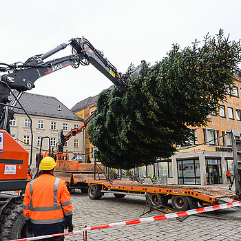 Und schon schwebt der etwa 25 Jahre alte Baum in der Luft. 