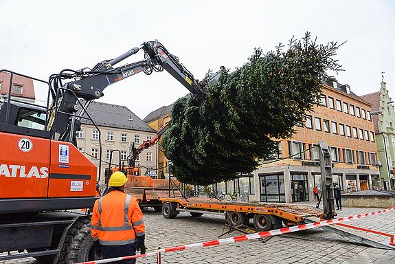 Und schon schwebt der etwa 25 Jahre alte Baum in der Luft. 